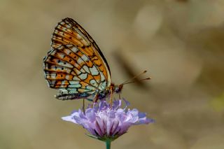 ift Noktal Brentis (Brenthis hecate)