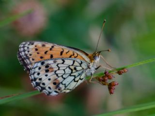 �ran Brentisi&nbsp;(Brenthis&nbsp;mofidii)