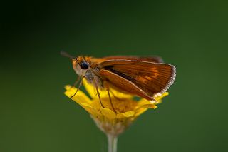 Sar Lekeli Zpzp (Thymelicus acteon)