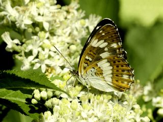 Hanmeli Kelebei (Limenitis camilla)