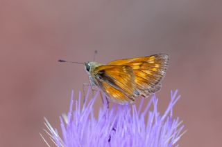 Orman Zpzp (Ochlodes sylvanus)