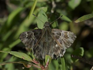 Tyl Zpzp (Carcharodus flocciferus)