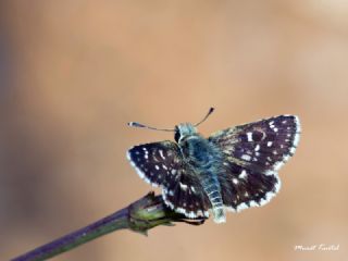 Kzl Zpzp (Spialia orbifer)