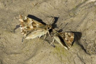 Mermer Zpzp (Carcharodus lavatherae)