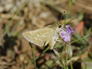 Gm Benekli Zpzp (Hesperia comma)