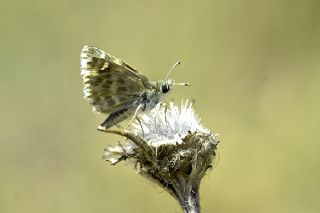 Cezayir Zpzp (Carcharodus stauderi)