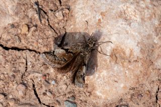 Kara Zpzp (Erynnis marloyi)