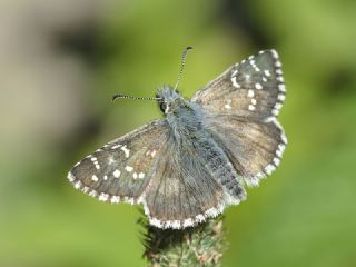 Byk Boz Zpzp (Pyrgus alveus)