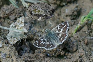 G�zel Z�pz�p&nbsp;(Pyrgus&nbsp;cinarae)