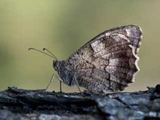 Aa Karamelei (Hipparchia statilinus)