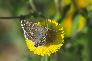 Ege Zpzp (Pyrgus melotis)