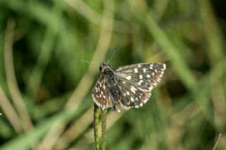 Ege Zpzp (Pyrgus melotis)