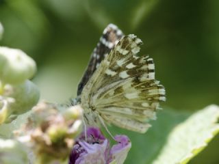 Ege Zpzp (Pyrgus melotis)