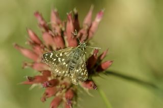 Kzl Zpzp (Spialia orbifer)