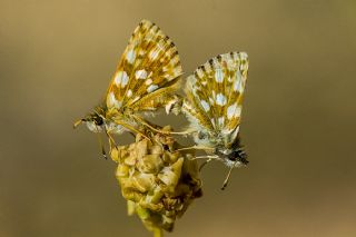 Kzl Zpzp (Spialia orbifer)