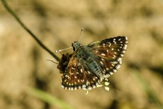 Kzl Zpzp (Spialia orbifer)
