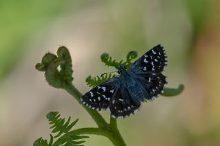 Kzl Zpzp (Spialia orbifer)