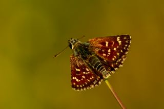 Kzl Zpzp (Spialia orbifer)