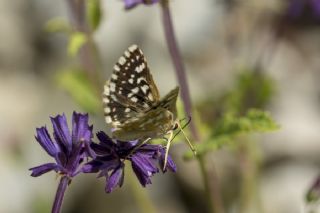 Acem Zpzp (Spialia phlomidis)