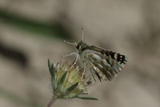 Acem Zpzp (Spialia phlomidis)