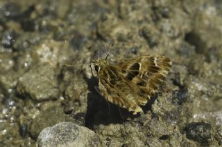 Hatmi Zpzp (Carcharodus alceae)