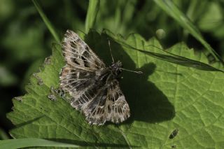 Hatmi Zpzp (Carcharodus alceae)