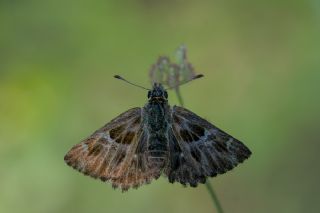 Hatmi Zpzp (Carcharodus alceae)