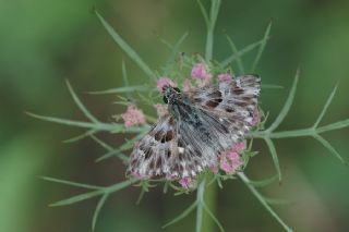 Hatmi Zpzp (Carcharodus alceae)