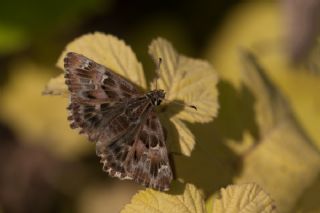 Hatmi Zpzp (Carcharodus alceae)