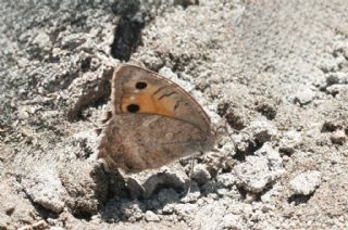 Levantin Yalanccads (Pseudochazara pelopea)