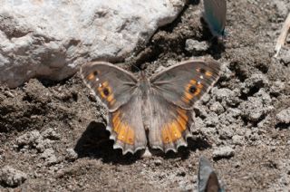 Levantin Yalanccads (Pseudochazara pelopea)