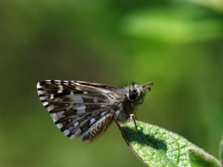 Ebegmeci Zpzp (Pyrgus malvae)