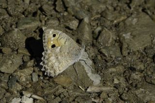 Levantin Yalanccads (Pseudochazara pelopea)