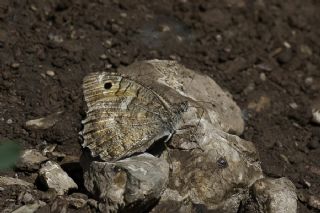 Levantin Yalanccads (Pseudochazara pelopea)