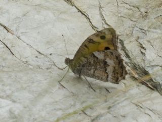 Turan Yalanc�cad�s�&nbsp;(Pseudochazara&nbsp;telephassa)