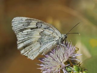 l Melikesi (Melanargia grumi)