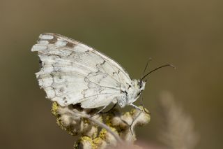 l Melikesi (Melanargia grumi)