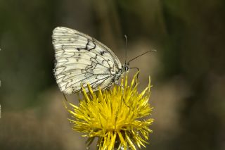 Uygur Melikesi (Melanargia russiae)