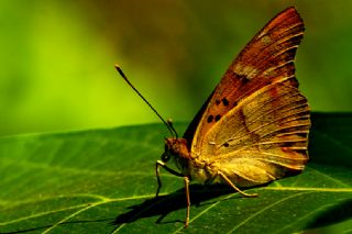 Trakya mparatoru (Apatura metis)