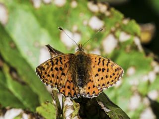 Kafkas Meneke Kelebei (Boloria caucasica)