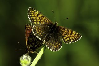 Kafkasyal Amannisa (Mellicta  caucasogenita)