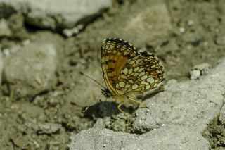 Funda parhan (Melitaea irka)