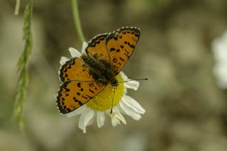 Kafkasyal parhan (Melitaea interrupta)