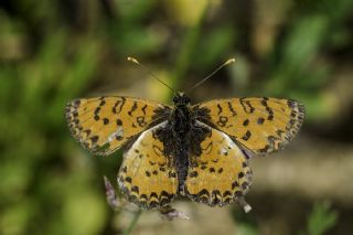 Kafkasyal parhan (Melitaea interrupta)