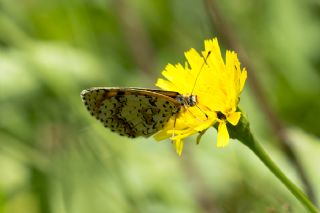 Kafkasyal parhan (Melitaea interrupta)