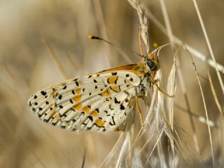 ranl parhan (Melitaea persea)