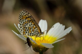 Gzel parhan (Melitaea syriaca)