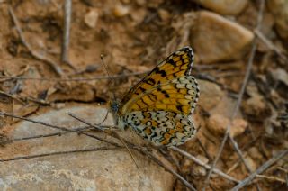 Cezayirli parhan (Melitaea ornata)