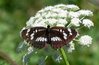 Szlen Karakz (Neptis rivularis)