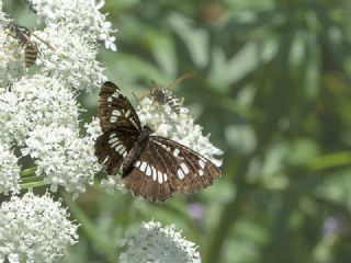 Szlen Karakz (Neptis rivularis)